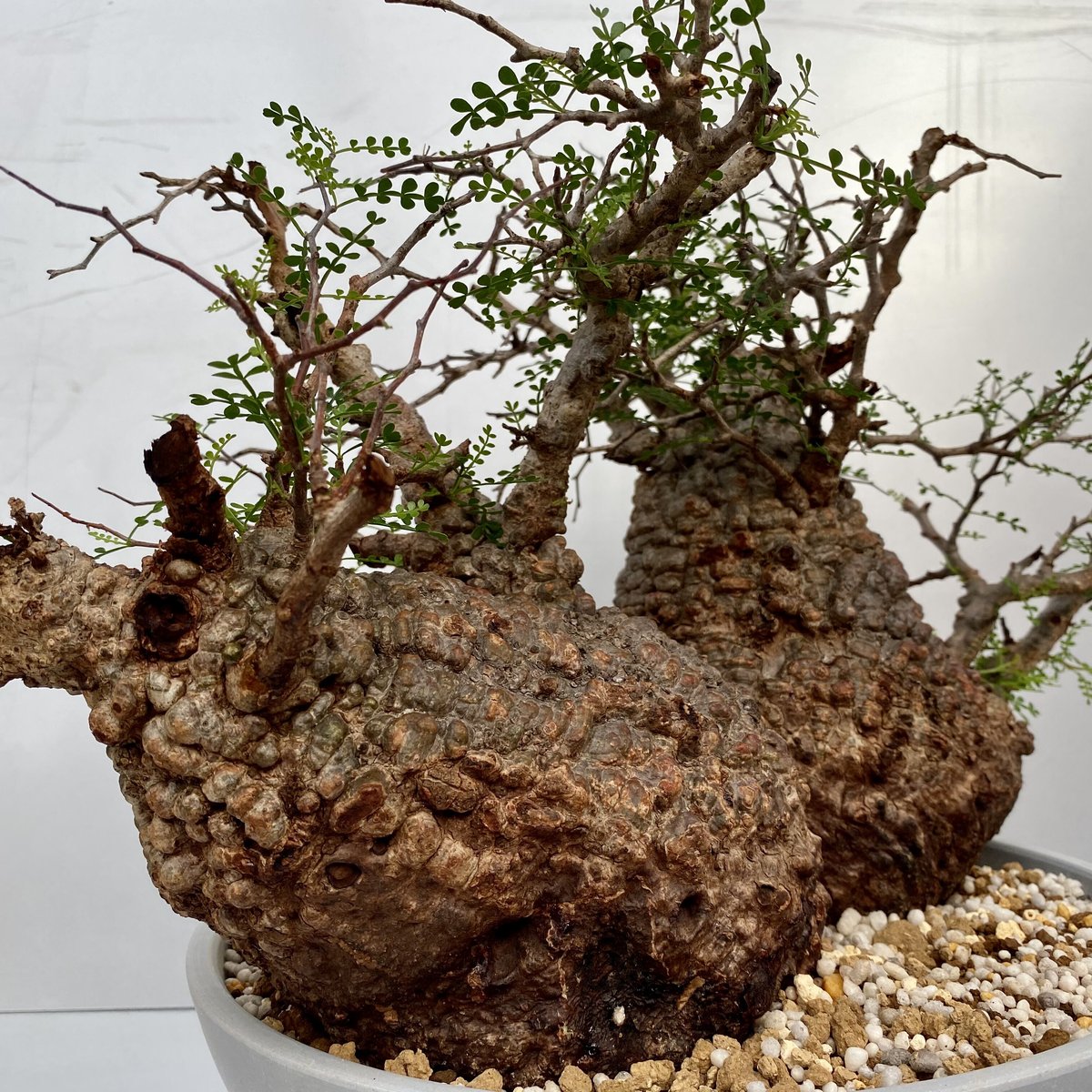 特大 多頭 マルチヘッド オペルクリカリア パキプス MP04 発根済 現地