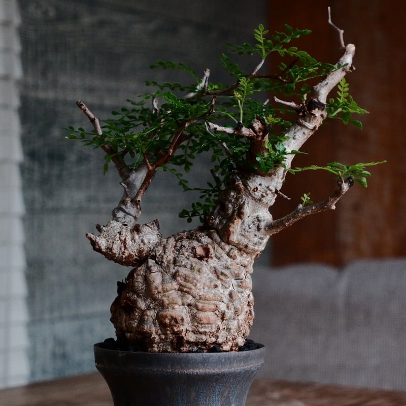 オペルクリカリア パキプス φ8.5cm［No.29］ × 杉山悠 作 3.5号 植木鉢