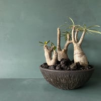 Madagascar Rock Garden - Black -［ No.5 ］