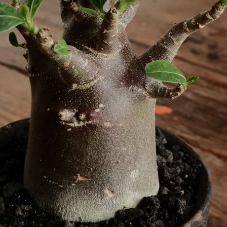 《黒肌》アデニウム アラビカム  "ドワーフ - black skin - "  φ7cm［No.11］  ×   沼野秀章 作「 black wrap 」3.5号 植木鉢 笠間焼