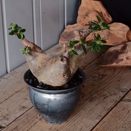 CATEGORY 坂本新 作品 植木鉢 | Botanical Holic CATEGORY 坂本新 作品 植木鉢 | Botanical Holic