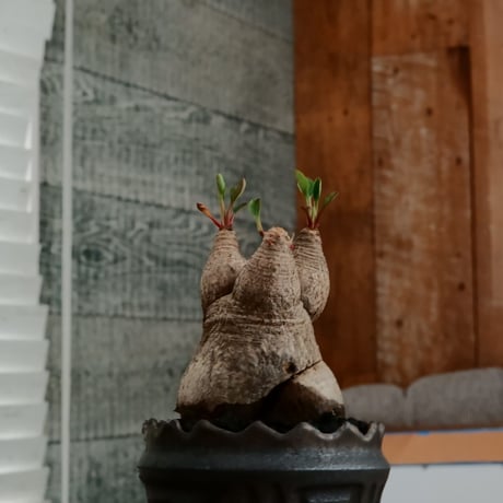 ユーフォルビア ラバティ S［No.54］  ×   根本峻吾 作 S.N POT type.slim「 鐡 - 黒焔 - 」3号 植木鉢 笠間焼