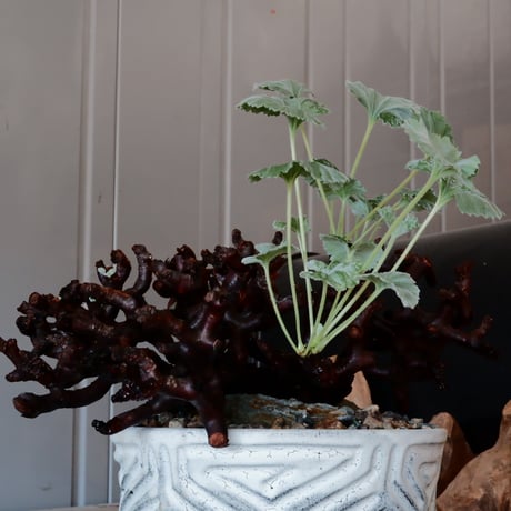 【低木】ペラルゴニウム ミラビレ［No.06］  ×   根本峻吾 作 S.N POT type.slim low「 月光ノ鐵」 6号 浅鉢 植木鉢