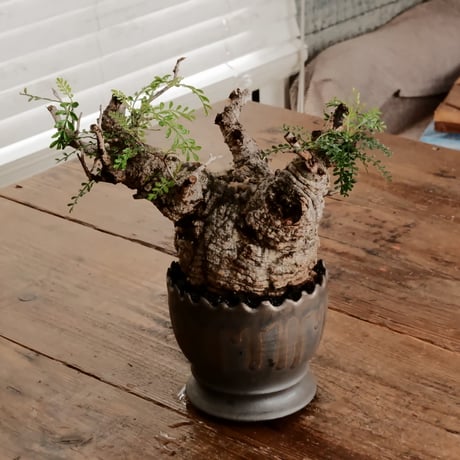 オペルクリカリア パキプス φ11cm［No.10］  ×    根本峻吾 作 S.N POT type.round「 黒焔 」 4号 植木鉢
