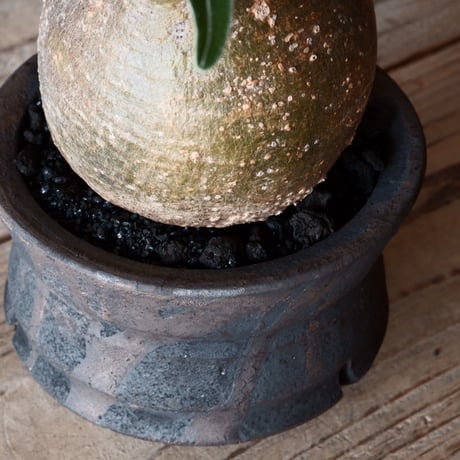 グラキリス φ9.5cm - 象牙宮 - ［No.40］  ×   沼野秀章 作「 black wrap 」3号 植木鉢 笠間焼