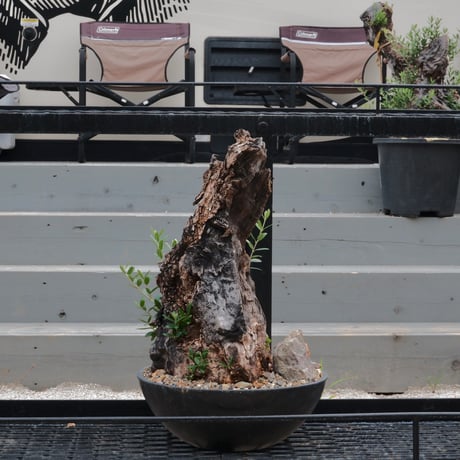 Old Olive 古木オリーブ［No.03］× 10号浅鉢(φ30cm)