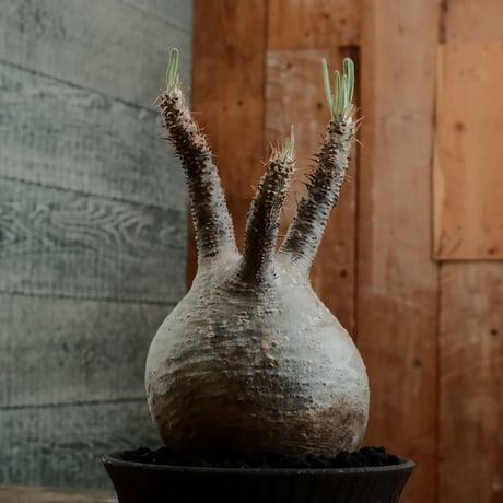 グラキリス  M - 象牙宮 - ［No.195］  ×   沼野秀章 作「 black wrap 」4号 植木鉢 笠間焼
