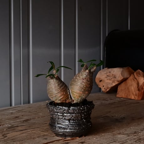 STORES コーデックスの検索結果