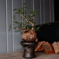オペルクリカリア パキプス φ 12cm［No.30］  × 沼野秀章 作 【 Black Wrap 】4号 植木鉢 笠間焼