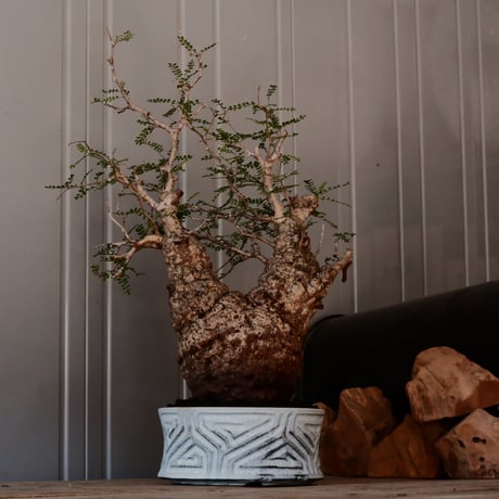 大株 オペルクリカリア パキプス φ 14cm［No.45］  ×   根本峻吾 作 S.N POT  type.slim-low「 月光ノ鐵 」 6号 植木鉢