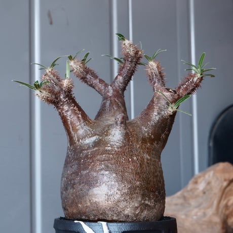 グラキリス φ8cm - 象牙宮-［No.31］× 根本峻吾 作 S.N POT type.round「 鐵 -堕天黒- 」3号鉢 笠間焼