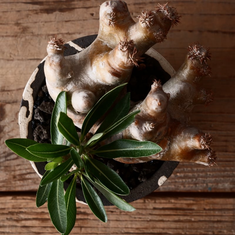 パキポディウム ブレビカリックス 輸入株 発根済［No.9］ × 沼野秀章