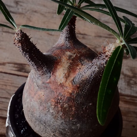 グラキリス φ7.5cm  - 象牙宮- ［No.123］  ×   根本峻吾 作 S.N POT type.round「 鐵-堕天- 」3号 植木鉢 笠間焼