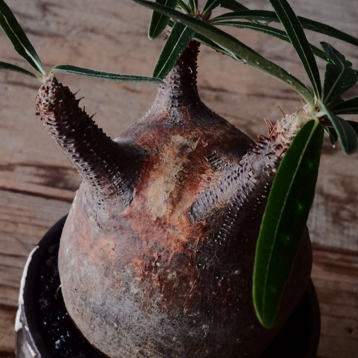 グラキリス φ7.5cm - 象牙宮- ［No.123］ × 根本峻吾 作 S.N P