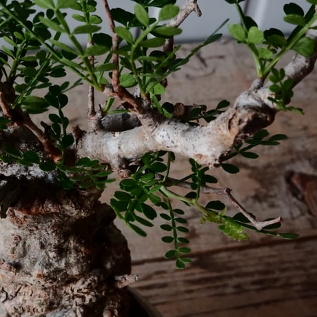 オペルクリカリア パキプス φ 6cm［No.22］  × 磯部祐介 作「 匣 - kou -」3号 植木鉢 笠間焼