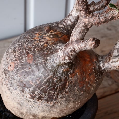 グラキリス φ10cm - 象牙宮 - ［No.51］  ×   沼野秀章 作「 black wrap 」3号 植木鉢 笠間焼