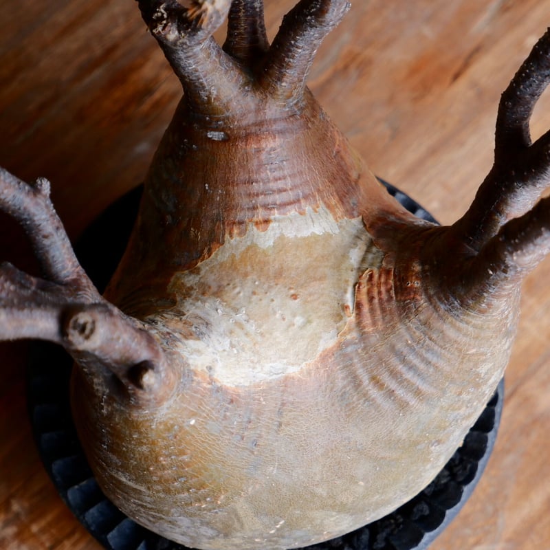 グラキリス　赤肌　現地球　とっくり型　ゴマ肌　コレクション株 厳選 グラキリス赤肌現地球とっくり型ゴマ肌コレクション株 厳選