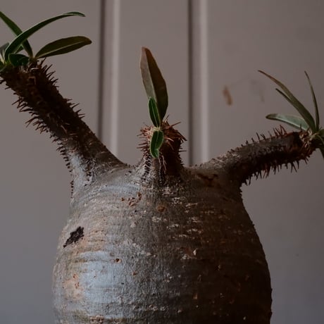 グラキリス φ8cm - 象牙宮 -［No.23］  ×   森田昌求 作 「 CLAW / M 」 3号 植木鉢 笠間焼