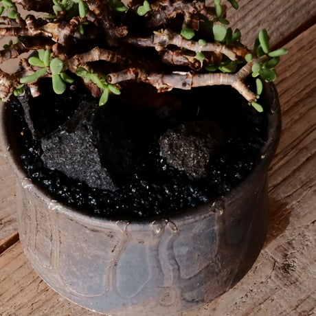ケラリア ピグマエア［No.80］  × 沼野秀章 作品【  Black Wrap 】4号 植木鉢 笠間焼