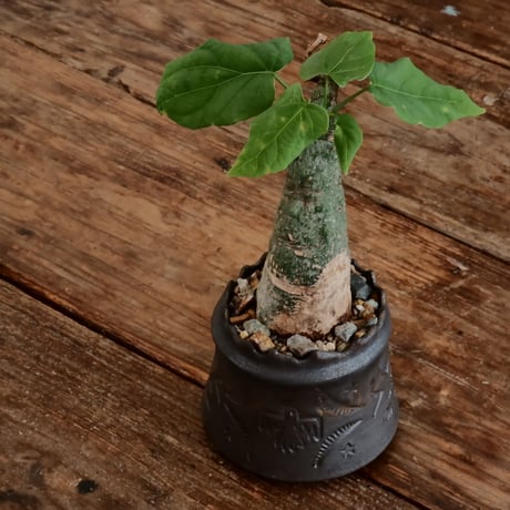 アデニア クリスタルグリーン［No.57］  ×   根本峻吾 作 S.N POT type.cylinder「 刻印  - kokuin - 」3号 植木鉢 笠間焼