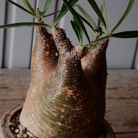 グラキリス φ7.5cm - 象牙宮 -［No.70］  ×   沼野秀章 作「 刻ム音 」3号 植木鉢 笠間焼