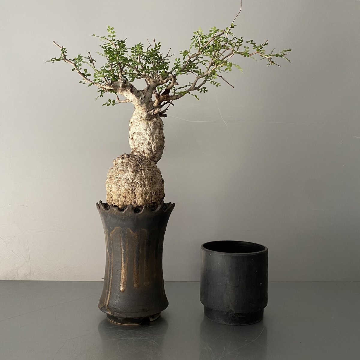 CURVE 01 （4~9号 6点セット） 大型 植木鉢 パキプス CURVE 01 （4~9号