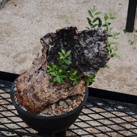 Old Olive 古木オリーブ［No.07］ × 8号鉢(φ25cm)