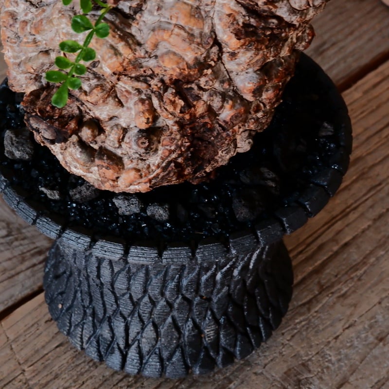 オペルクリカリア パキプス φ10cm［No.21］ × 沖誠 作「Bark / deep