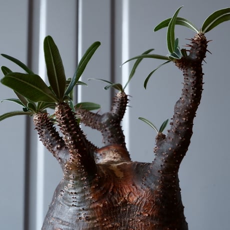 グラキリス φ8.5cm - 象牙宮 - ［No.37］  ×   沼野秀章 作「 black wrap 」3号 植木鉢 笠間焼