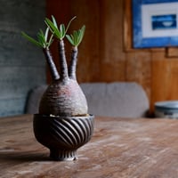 グラキリス  - 象牙宮 - size S［No.47］  ×  新里竜子 作 「RYUSEN - bronze -」3号 琉球 植木鉢