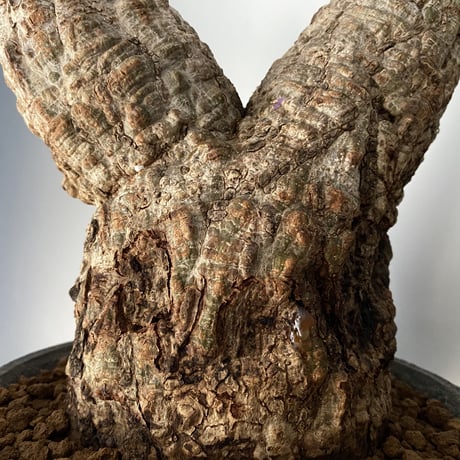 発根済 オペルクリカリア パキプス P-11  × 小野瀬 一 作品「the first plants wear」 7号 植木鉢