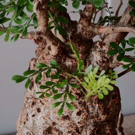 オペルクリカリア パキプス φ 11cm［No.27］  × 杉山悠 作 φ11cm 植木鉢 笠間焼