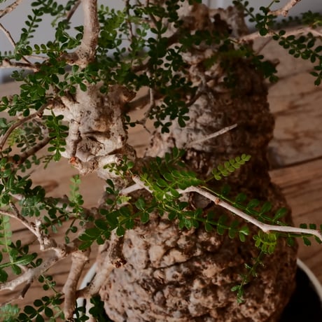 大株 オペルクリカリア パキプス φ 14cm［No.45］  ×   根本峻吾 作 S.N POT  type.slim-low「 月光ノ鐵 」 6号 植木鉢