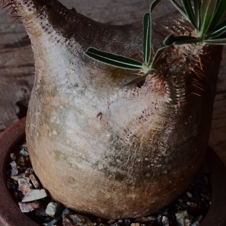 グラキリス φ9cm - 象牙宮 -［No.94］  × 磯部祐介 作「 匣 - kou -」3.5号 植木鉢 笠間焼