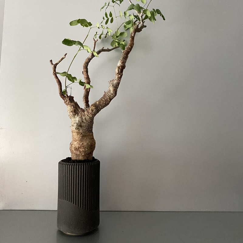 デロニクス プミラ 発根済 現地株 BDP-01 | Botanical Holic