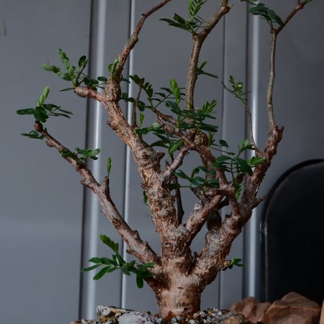 センナ メリディオナリス 現地株 発根済［No.31］  ×  森田昌求 作【 Abstract Scratch 】 4号 植木鉢 笠間焼