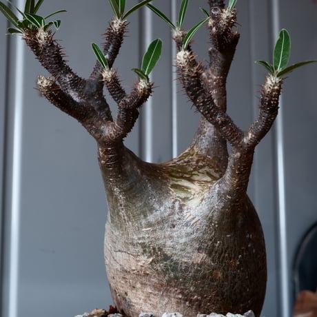 グラキリス φ9.5cm - 象牙宮-［No.26］× 森田昌求 作【 CLAW - BORDER - 】4号 植木鉢 笠間焼