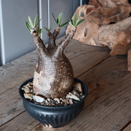 グラキリス φ8.5cm - 象牙宮-［No.25］× 森田昌求 作【 CLAW - L - 】4号 植木鉢 笠間焼
