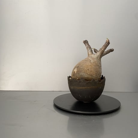 発根済 グラキリス BG-198 × S.N.Pot "丸"- crown - 4号鉢 ［作家  "根本峻吾"］