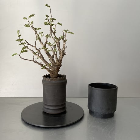 センナ  メリディオナリス  発根済 現地株 SE-02 × S.N.Pot - crown - 3号鉢