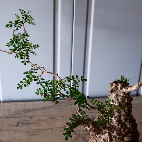 オペルクリカリア パキプス φ 11cm［No.05］  × 根本峻吾 作 S.N POT type.cylinder「 月光ノ爪牙」4.5号 植木鉢 笠間焼