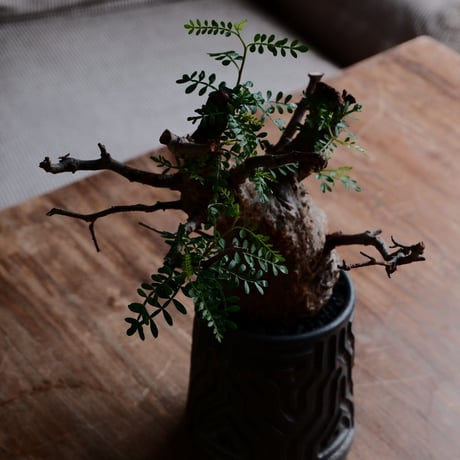 オペルクリカリア パキプス φ7.5cm［No.20］  ×  根本峻吾 作 S.N POT type.tall「 鐡 - kurogane - 」3号 植木鉢 笠間焼
