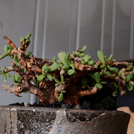 ケラリア ピグマエア［No.80］  × 沼野秀章 作品【  Black Wrap 】4号 植木鉢 笠間焼