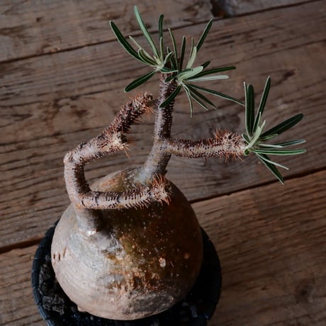 グラキリス φ10cm - 象牙宮 -［No.222］  × 沖誠 作「 Bark / round 」 3号 植木鉢 笠間焼
