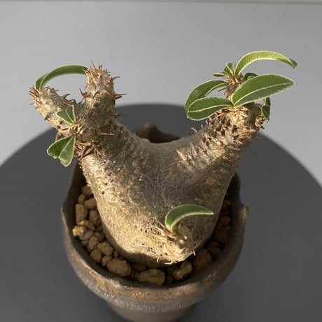 発根済 超チビ マカイエンセ 魔界玉 現地株 BG-137 × S.N.Pot - crown - 2号鉢 ［作家  "根本峻吾"］