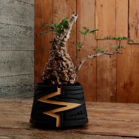 オペルクリカリア パキプス φ9.5cm［No.15］  ×   根本峻吾 作 S.N POT type.cylinder「 雷電 」limited color - Ocher - 4号 植木鉢