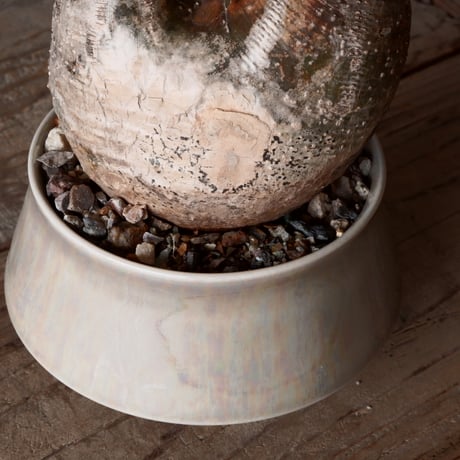 グラキリス φ10cm - 象牙宮-［No.46］× 坂本新 作 作品【 LUSTER GREY 】3号 植木鉢 笠間焼