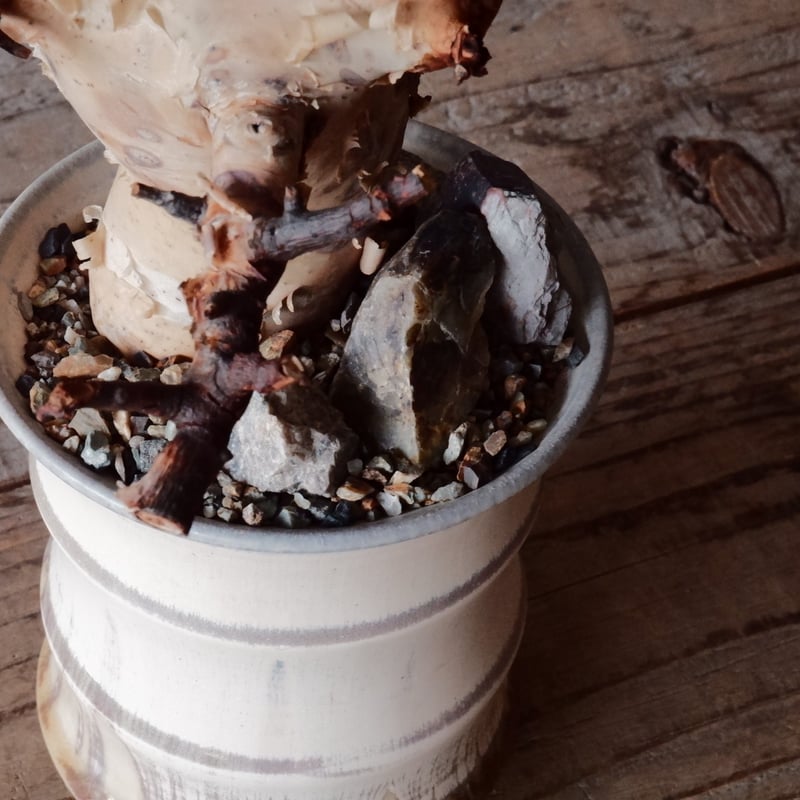 コミフォラ カタフ ピュア［No.05］ × 杉山悠 作 φ11cm 植木鉢 笠間焼