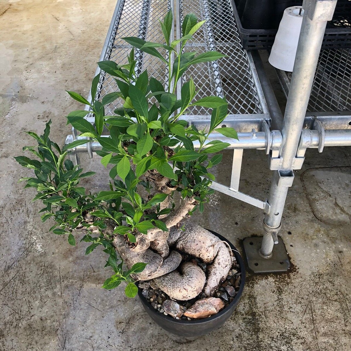 特大 バオバブ アダンソニア ねじ巻き二頭タイプ / Baobab Adansonia