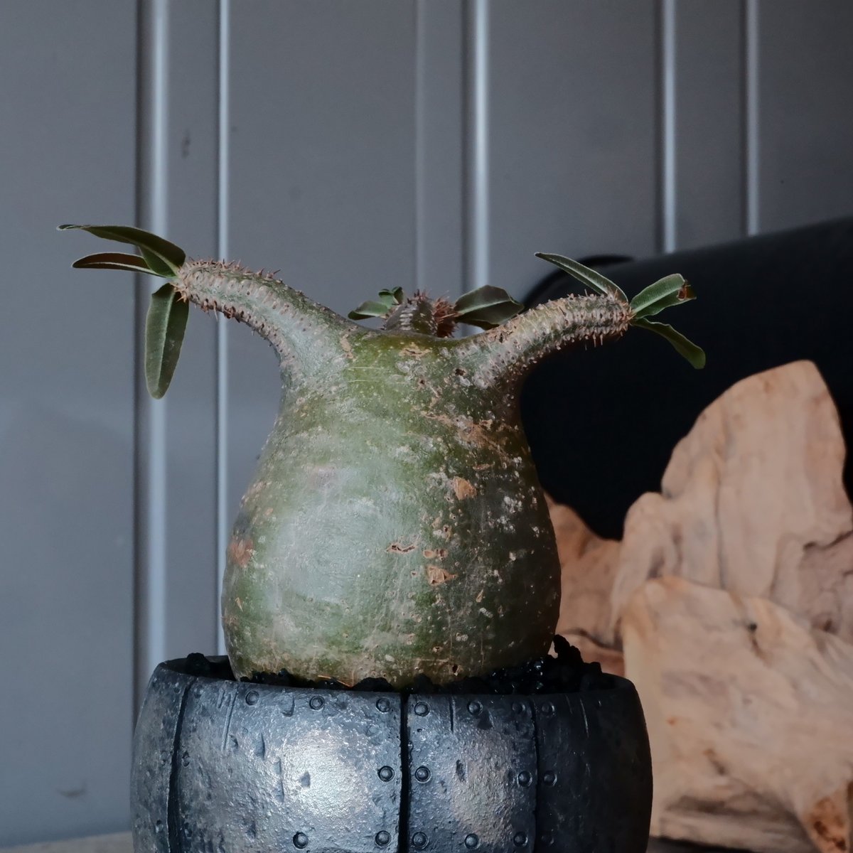 グラキリス φ8cm - 象牙宮 -［No.59］ × 沖誠 作「Rivet - 燻銀